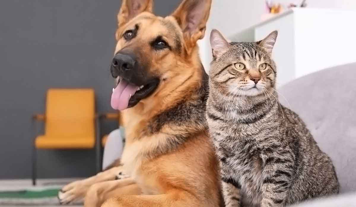 cc攻击免费网页版