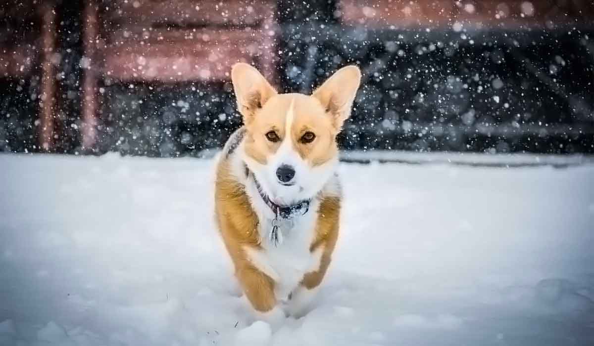 纯净无捆绑的网站攻击软件工具