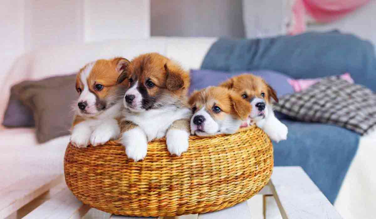 ddos攻击ip软件下载