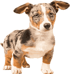 网络ddos攻击软件