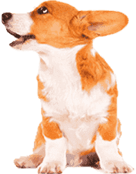 攻击网站在线工具